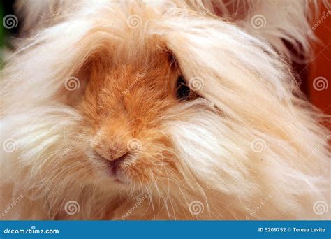 Het Engelse Angora Konijn Van Het Konijntje Stock Foto Image Of