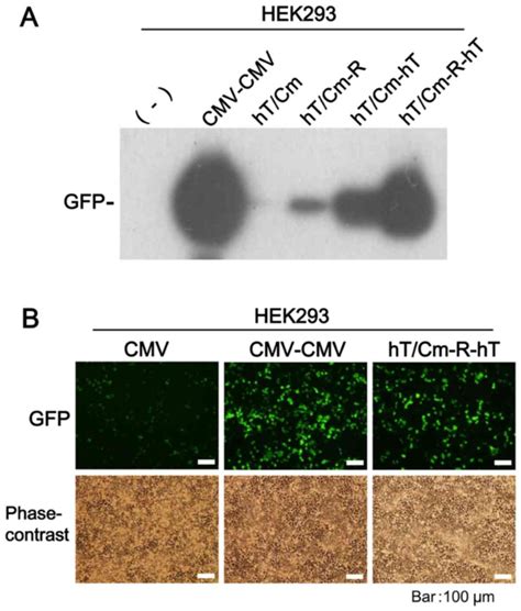 Robust Cancer Specific Gene Expression By A Novel Cassette With Htert