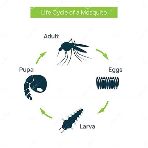 Insecto Del Ciclo De Vida Del Mosquito Larva Del Vector De óvulos De Cría De Agua Ilustración