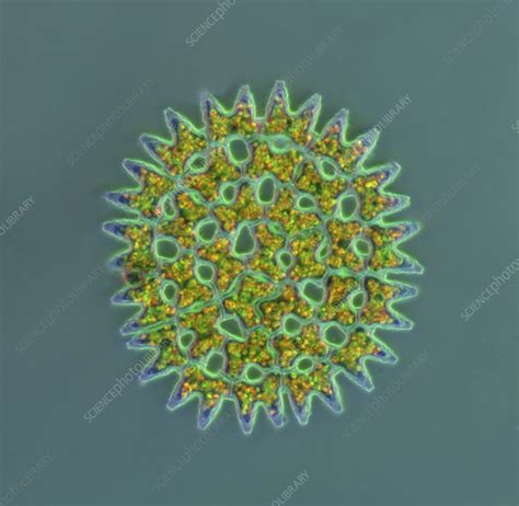 Pediastrum Green Algae Light Micrograph Stock Image C0597371