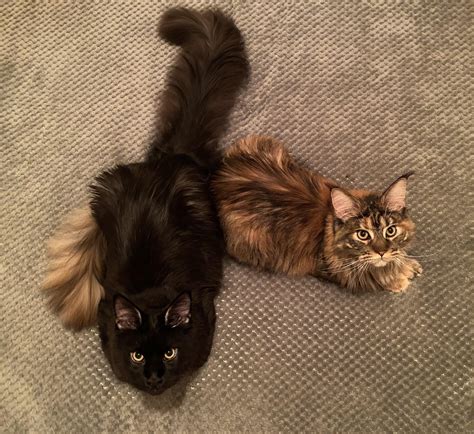 How much to feed almost 1 years old Maine Coon Kittens : r/mainecoons