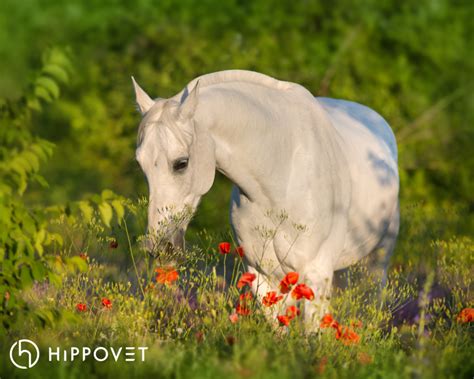 Skuteczna Ochrona B Ony Luzowej O Dka Hippovet