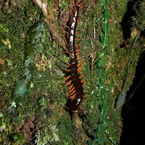 Scolopendra subspinipes - Facts, Diet, Habitat & Pictures on Animalia.bio