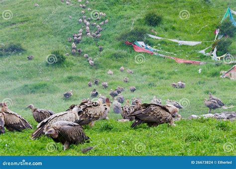 Tibetan sky burial editorial stock image. Image of dead - 26673824