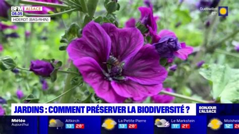 Les Conseils Pour Pr Server La Biodiversit Dans Les Jardins Alsaciens