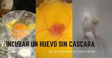 Es Posible Incubar Un Huevo Sin Cascara Ideas Verdes Huevo