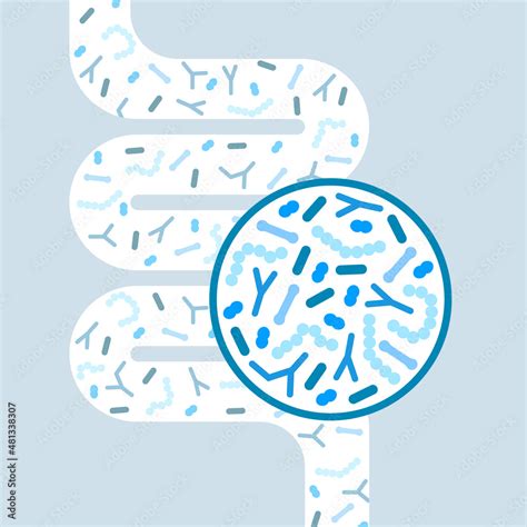 Gut Microbiome Concept Human Intestine Microbiota With Healthy