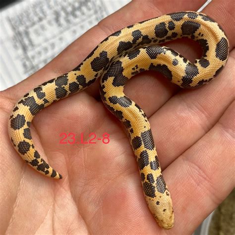 Gx Het Paint Ph Snow Kenyan Sand Boa By Josh Mcnerlin Reptiles