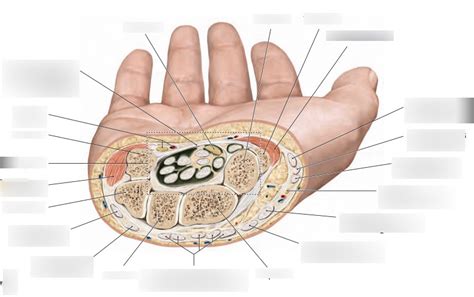 Carpal Tunnel Orienting Labeling Diagram Quizlet