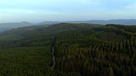 This Scottish forest is both a home for wildlife and a boost for the ...