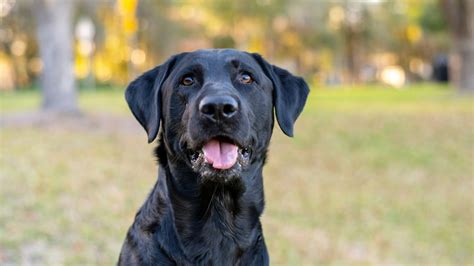 How to Train Paw: Expert Tips for Labrador Owners - Labrador Time