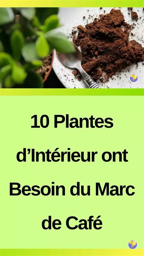 Marc Du Caf Un Produit Pr Cieux Pour Les Plantes Dint Rieur In