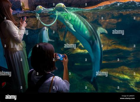 Dolphin in Osaka Aquarium Kaiyukan, one of the largest public aquariums in the world in Osaka ...