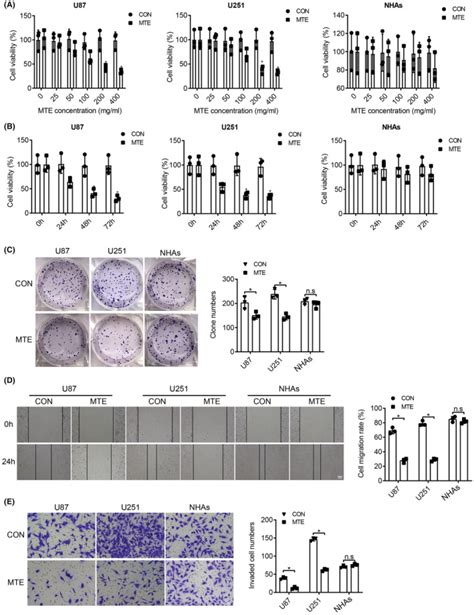 U251 Glioma Cell Line Atcc Bioz