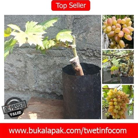 Jual Bibit Buah Anggur Trans Transfiguration Varietas Import Siap Tanam