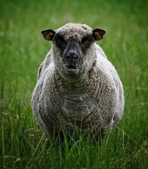 Premium Photo Portrait Of Sheep Standing On Grassy Field