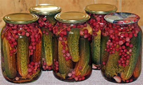 Маринованные огурцы в банке с красной смородиной. Получаются очень ...