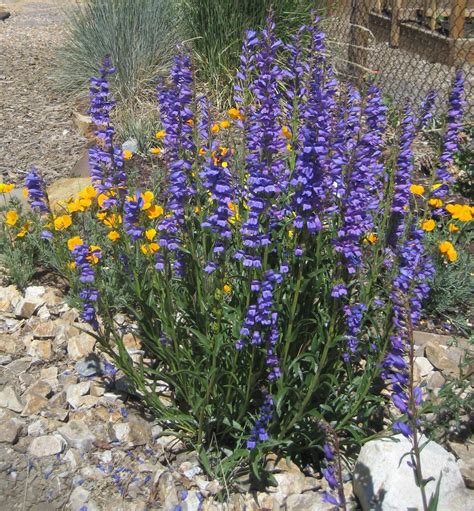 Rocky Mountain Penstemon Wildflower