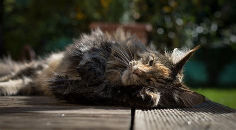 Gato Peludo Dormir Dormir Fondo De Pantalla Hd Wallpaperbetter