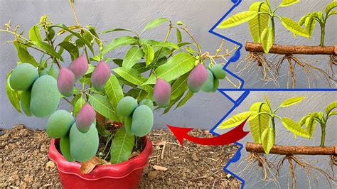 How To Propagate Mango From Cutting Crafting Idea Mango With Best Fruit