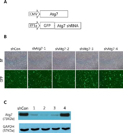 Efficiencies Of Atg7 Knockdown By ShRNAs A Plasmids Used For The