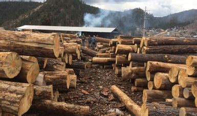 Post Profepa Aseguramiento De Madera Y Clausura De Aserrios En El Tri