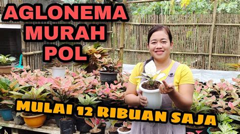 Aglonema Murah Ribu Dan Red Venus Cuma Ribu Youtube