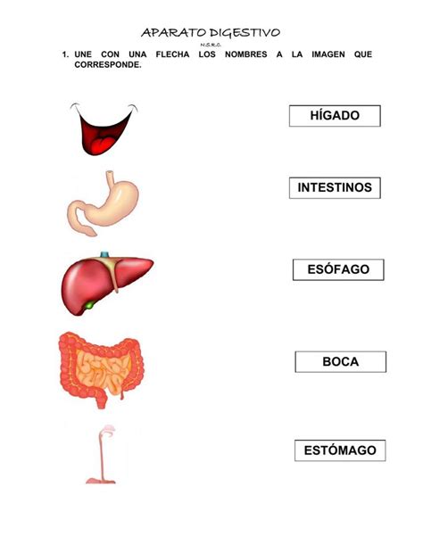 APARATO DIGESTIVO Worksheet For QUINTO DE PRIMARIA Sistema Digestivo