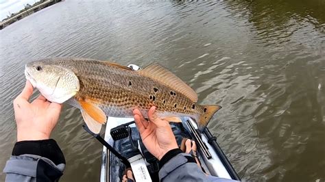 Fishing With LIVE SHRIMP For REDFISH And SPECKLED TROUT In The SPRING