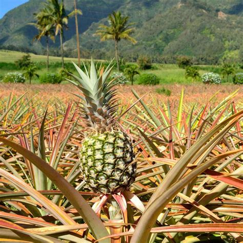 Hawaii Pineapples: What to Know Before Your Next Tropical Treat ...