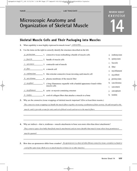 Microscopic Anatomy And Organization Of Skeletal Muscle 14 Skeletal