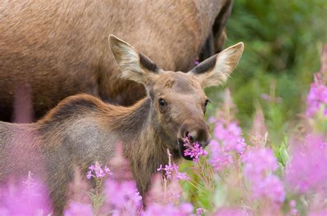 Moose Alaska Wild Animals Photos Canadian Wildlife Alaska