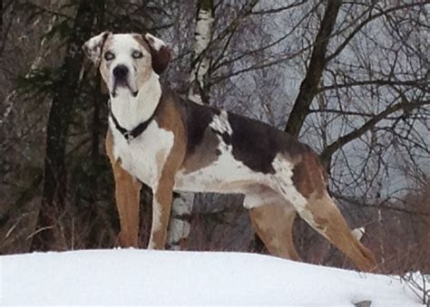 Merle Gen Ealc European Association Of Louisiana Catahoulas