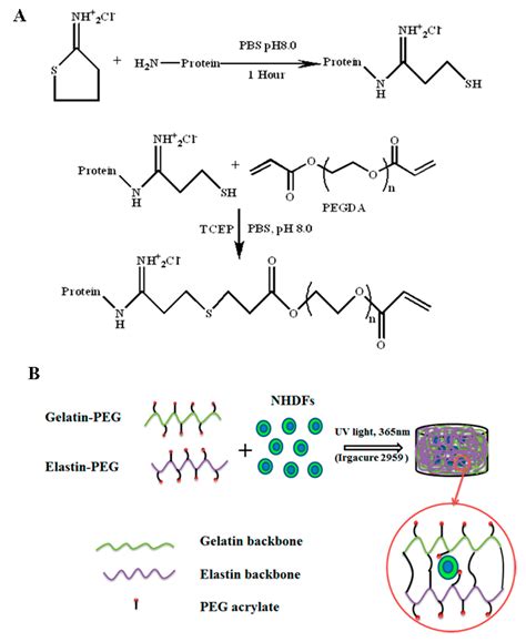 Polymers Free Full Text Inclusion Of Cross Linked Elastin In