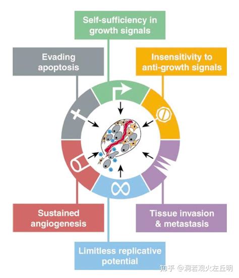 Cancer Discovery Hallmarks Of Cancernew Dimensions