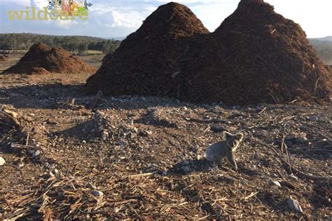 This lone koala in a devastated landscape is what habitat loss looks ...