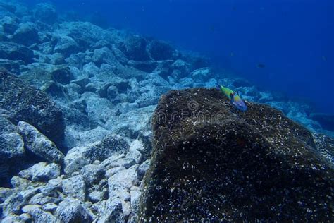 Underwater Photos Of Diving In The Atlantic Ocean Next To The Canary