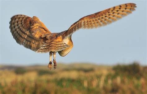 Barn owl hunting by daylight by Haynseyimages on DeviantArt