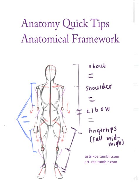 Master human anatomy today with these 13+ tips | Art-Res