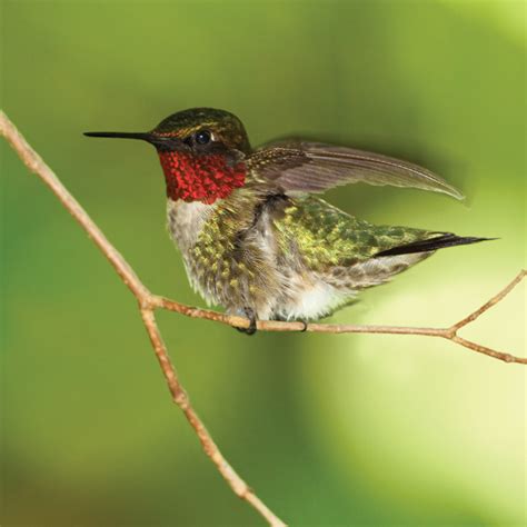 Attracting Hummingbirds - All Seasons Wild Bird Store