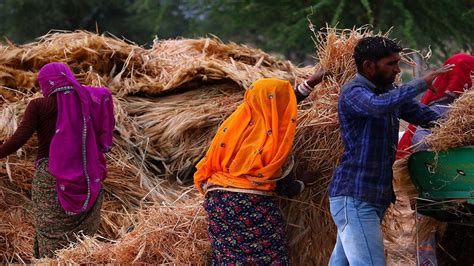 Govt Disburses Rs Cr To Farmers Under Pm Kisan During Covid