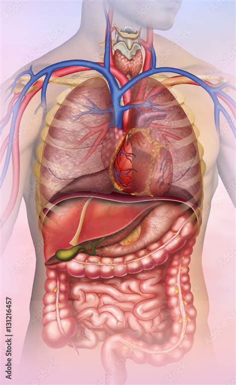 Anatomía del tronco humano Stock Illustration Adobe Stock