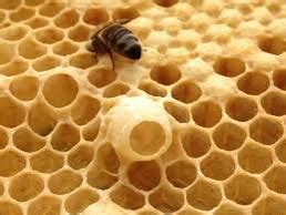 Queen cells and how to identify the different types – Meridian Beekeepers’ Association