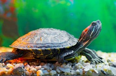 How to Identify Pet Turtle Species | Cuteness