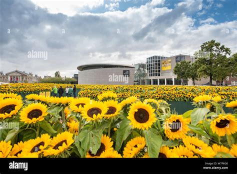 Sunflowers in the Van Gogh museum, Amsterdam Stock Photo - Alamy