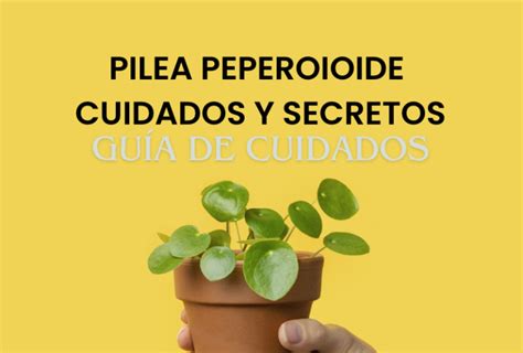 Como Cuidar Tu Planta Cucharita Quiero M S Plantas