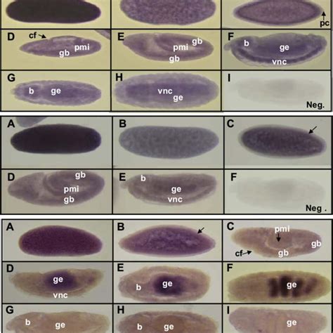 Dig Labeled Rna Probe In Situ Hybridization For Detection Of Specific