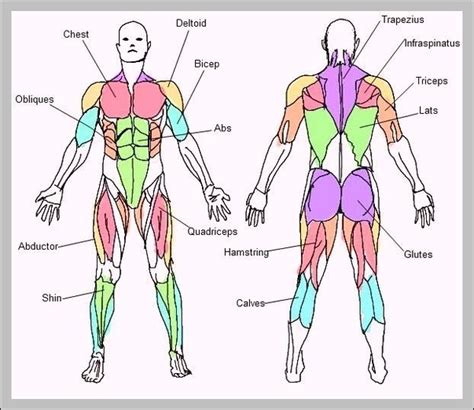 Human organs chart - Graph Diagram