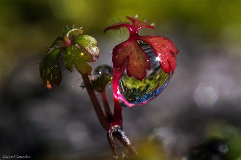 Kostenlose Foto Natur Ast Bl Hen Pflanze Fotografie Blatt Blume