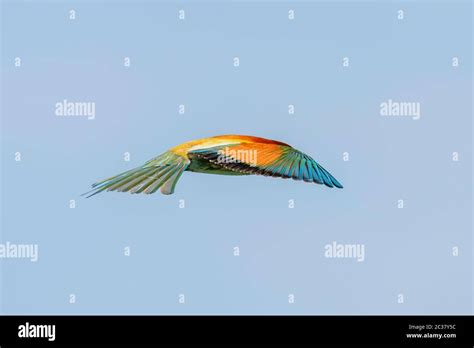 European Bee Eater In Flight Merops Apiaster Stock Photo Alamy